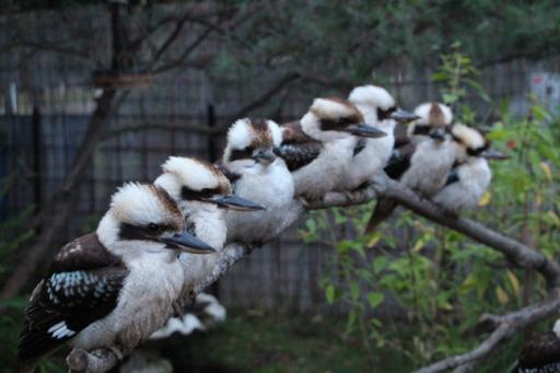 Kookaburras